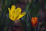 Two Tulips_48065